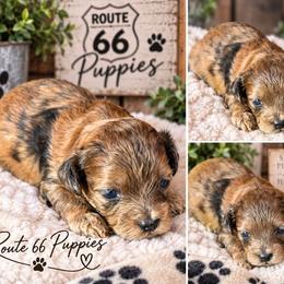 Hank Williams-Sydne's Pup - Merle male Shihpoo puppy in Delphos, Ohio from Route 66 Puppies