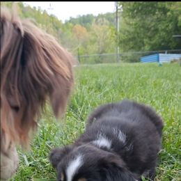 Toy Australian Shepherd Puppies from Honeybee Haven's Toy Aussies