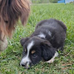 Toy Australian Shepherd Puppies from Honeybee Haven's Toy Aussies