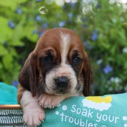 Shell - Mahogany and white female Basset Hound puppy in Pollock, Missouri from Northstar