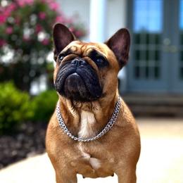 Hailey - French Bulldog