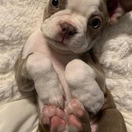Boston Terrier Puppies from Lola’s House of Bostons & Rescue