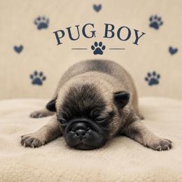 Brindle Boy (orange toe) - Brindle male Pug puppy in Tulsa, Oklahoma from Locust Creek Pugs & Japanese Chin's