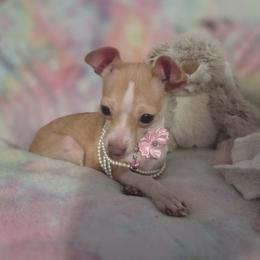 Pixie - Fawn and white female Chihuahua puppy in Bandera, Texas from Pup Cakes