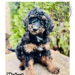 Mustang - Phantom female Bernedoodle puppy in Belleville, Michigan from Moose Tracks Bernedoodles