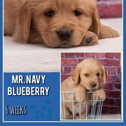 Blueberry - Dark golden male Golden Retriever puppy in Driggs, Idaho from SK Golden Retrievers