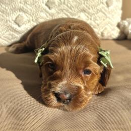 Paddington - Apricot male Australian Labradoodle puppy in Citrus Heights, California from Elite Blend Labradoodles