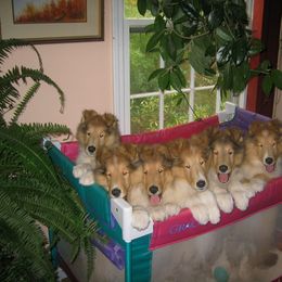 Collie Puppies from Riverrun Collies