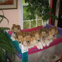 Collie Puppies from Riverrun Collies