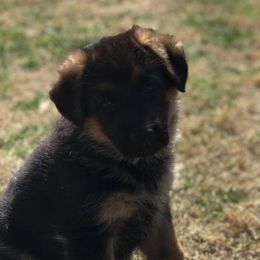 German Shepherds from Kohlerhaus German Shepherds