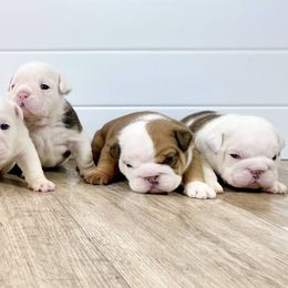 Bulldog Puppies from Fields’ Folly