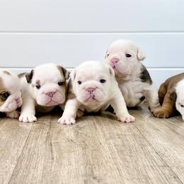 Bulldog Puppies from Fields’ Folly