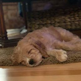 Cavapoo Puppies from Jessie's Puppies
