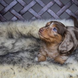 Dachshund Puppies from Dachsy