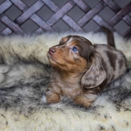 Dachshund Puppies from Dachsy