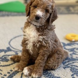Goldendoodle Puppies from Woodstock Doodles, LLC