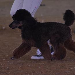 Ben - Poodle