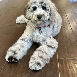 Bernedoodle, Goldendoodle, and Sheepadoodle Puppies from High Desert Doodles