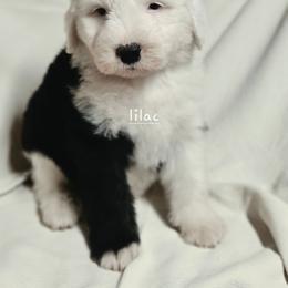 Lilac collar - Gray and white female Old English Sheepdog puppy in Smallett, Missouri from Chasin Angus Sheepdogs