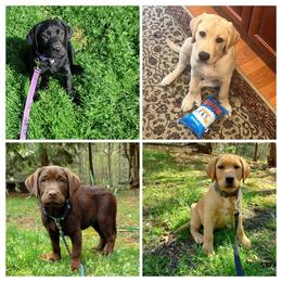 Started Puppy - Yellow male Labrador Retriever puppy in Prince George, Virginia from Kingdom Kenelz Labradors