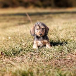 Brinley-Pends Evaluation - Red female Dachshund puppy in Auxvasse, Missouri from Above Par Kennels