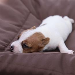 Carlisle - Tan and white male Jack Russell Terrier puppy in West Bend, Iowa from Blue Skies Terriers