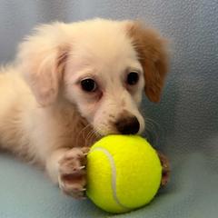 Lily - White female Assorted Doodle Crosses puppy in Bell, Florida from BellCrist Little bits