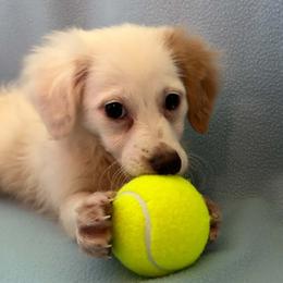 Lily - White female Assorted Doodle Crosses puppy in Bell, Florida from BellCrist Little bits