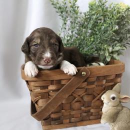 Comet - White and gold male Bordoodle puppy in Ashland, Ohio from Cherry Blossom Doodles