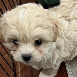Assorted Doodle Crosses, Cotons de Tulear, Miniature Schnauzers, Poodles, and Schnoodles from A Bundle of Love