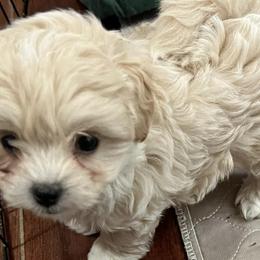 Assorted Doodle Crosses, Cotons de Tulear, Miniature Schnauzers, Poodles, and Schnoodles from A Bundle of Love