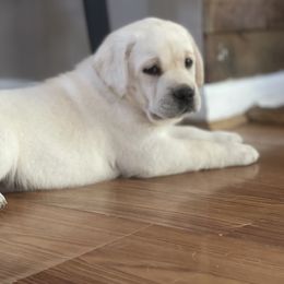 Labrador Retriever Puppies from Southern Tails Labradors
