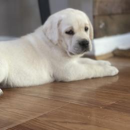 Labrador Retriever Puppies from Southern Tails Labradors