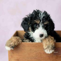 Rusty - Tri-color female Bernedoodle puppy in Lititz, Pennsylvania from Sleepy Hollow Acres