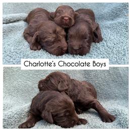 5th Pick Chocolate Boy - Chocolate male Australian Labradoodle puppy in Hartshorne, Oklahoma from Jena Edmond