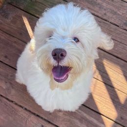 Brew with training - Buff and white male Cockapoo puppy in Boonville, North Carolina from Doods & Dolls