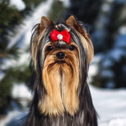 Lalu - Yorkshire Terrier
