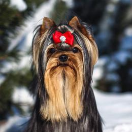 Lalu - Yorkshire Terrier