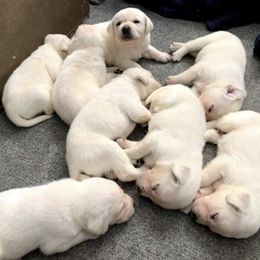 Labrador Retriever Puppies from Saddle Creek English Labradors
