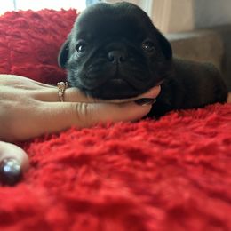 Rhysand - Black male Pug puppy in Arkansas, Kansas from Kansas AKC Pug puppies