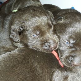 Labrador Retriever Puppies from Aldrich Mountain Labradors