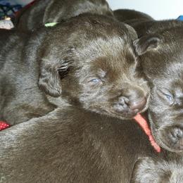 Labrador Retriever Puppies from Aldrich Mountain Labradors