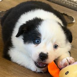 Cookie - Black tri female Miniature Australian Shepherd puppy in Luling, Texas from Little Wood Toy and Mini Aussies