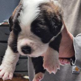 Boy 4 - Brown and white male Saint Bernard puppy in Clover, South Carolina from Sweetest Saints