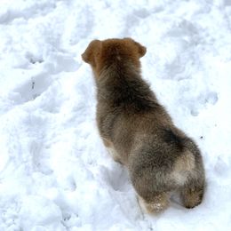 Pembroke Welsh Corgi Puppies from Concerto Corgis