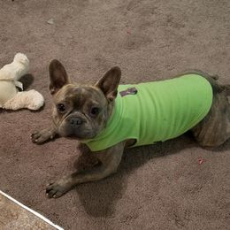 Boston Terrier, Companion Cross, and French Bulldog Puppies from High Plains French Bulldogs,Boston Terriers and Frenchtons.