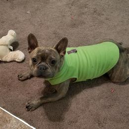Boston Terrier, Companion Cross, and French Bulldog Puppies from High Plains French Bulldogs,Boston Terriers and Frenchtons.