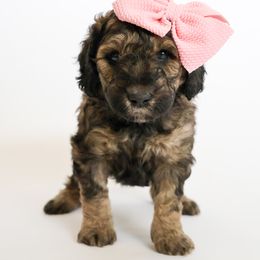 Assorted Doodle Crosses, Bernedoodle, Double Doodle, Goldendoodle, Labradoodle, and Whoodle Puppies from Our Little Farm Life Doodles