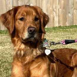 Golden Retrievers from Willow’s AKC Golden Retrievers