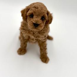 Copper - Red  male Poodle puppy in Rougemont, North Carolina from Lagniappe Lucky Dogs